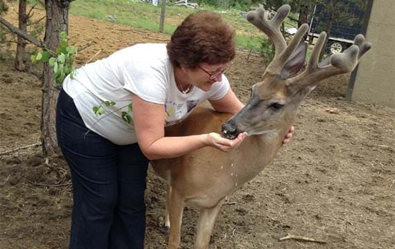 White-tailed deer at Dream Acre Whitetails